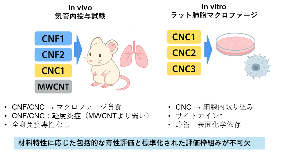 2025年10月 【論文】ナノセルロースの肺毒性と免疫応答についての研究
